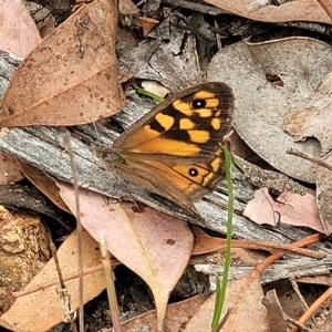 Geitoneura klugii at Molonglo Valley, ACT - 23 Feb 2023 10:49 AM