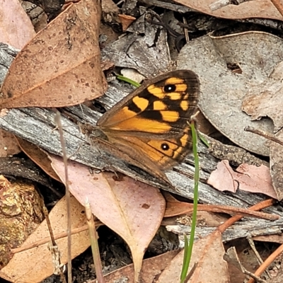 Geitoneura klugii (Marbled Xenica) at Aranda Bushland - 22 Feb 2023 by trevorpreston