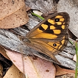 Geitoneura klugii at Molonglo Valley, ACT - 23 Feb 2023