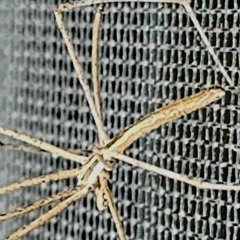 Asianopis sp. (genus) (Net-casting spider) at Gundaroo, NSW - 21 Feb 2023 by Gunyijan