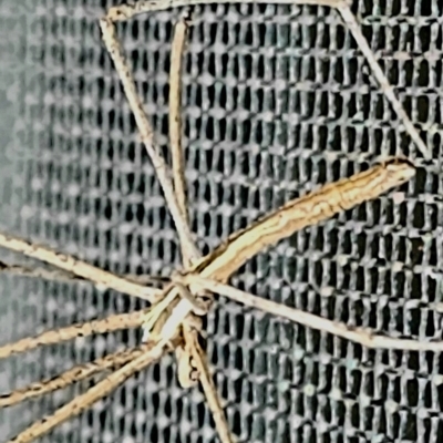 Asianopis sp. (genus) (Net-casting spider) at Gundaroo, NSW - 21 Feb 2023 by Gunyijan