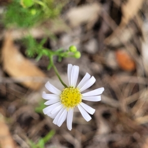 Brachyscome rigidula at Molonglo Valley, ACT - 23 Feb 2023