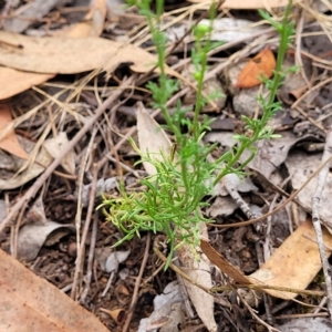 Brachyscome rigidula at Molonglo Valley, ACT - 23 Feb 2023