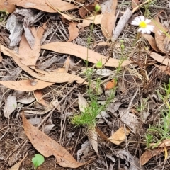 Brachyscome rigidula at Molonglo Valley, ACT - 23 Feb 2023 10:46 AM