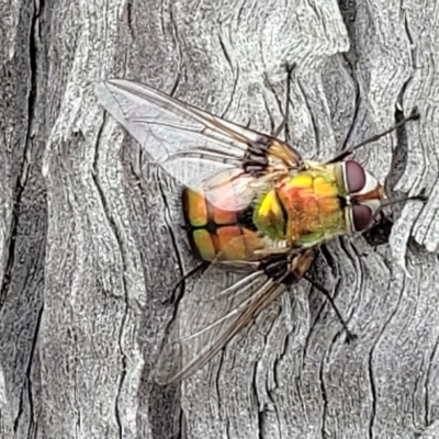 Rutilia (Chrysorutilia) formosa (A Bristle fly) at Aranda Bushland - 23 Feb 2023 by trevorpreston