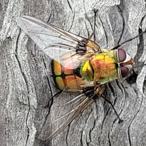 Rutilia (Chrysorutilia) formosa at Molonglo Valley, ACT - 23 Feb 2023