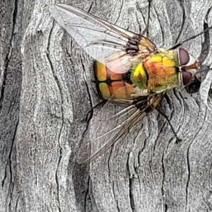 Rutilia (Chrysorutilia) formosa at Molonglo Valley, ACT - 23 Feb 2023