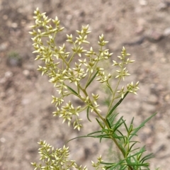 Cassinia quinquefaria (Rosemary Cassinia) at Molonglo Valley, ACT - 23 Feb 2023 by trevorpreston