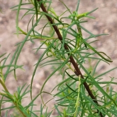 Cassinia quinquefaria at Molonglo Valley, ACT - 23 Feb 2023