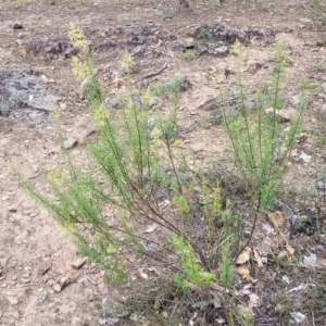 Cassinia quinquefaria at Molonglo Valley, ACT - 23 Feb 2023