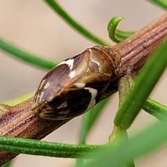 Bathyllus albicinctus (Spittlebug, Froghopper) at Aranda Bushland - 23 Feb 2023 by trevorpreston