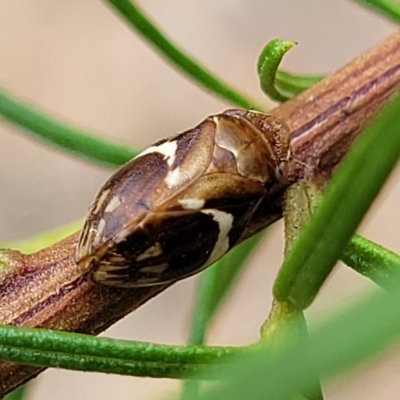 Bathyllus albicinctus (Spittlebug, Froghopper) at Molonglo Valley, ACT - 22 Feb 2023 by trevorpreston