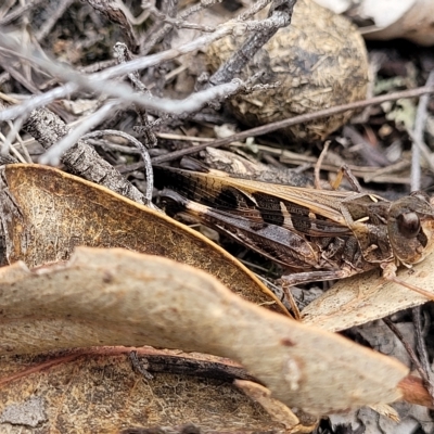 Oedaleus australis (Australian Oedaleus) at Molonglo Valley, ACT - 23 Feb 2023 by trevorpreston