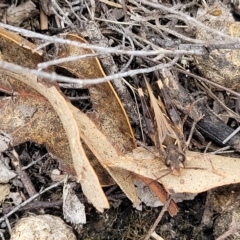 Oedaleus australis at Molonglo Valley, ACT - 23 Feb 2023