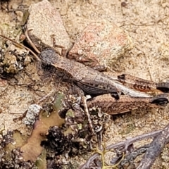 Phaulacridium vittatum (Wingless Grasshopper) at Molonglo Valley, ACT - 22 Feb 2023 by trevorpreston