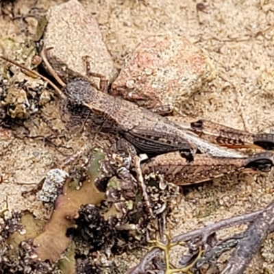 Phaulacridium vittatum (Wingless Grasshopper) at Aranda Bushland - 23 Feb 2023 by trevorpreston