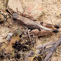 Phaulacridium vittatum at Molonglo Valley, ACT - 23 Feb 2023