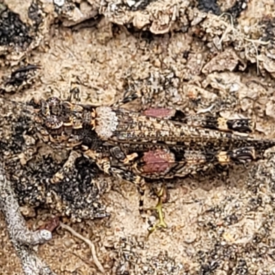 Pycnostictus seriatus (Common Bandwing) at Molonglo Valley, ACT - 22 Feb 2023 by trevorpreston