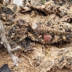 Pycnostictus seriatus at Molonglo Valley, ACT - 23 Feb 2023