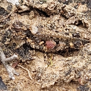 Pycnostictus seriatus at Molonglo Valley, ACT - 23 Feb 2023