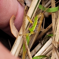 Bermius brachycerus (A grasshopper) at Molonglo Valley, ACT - 23 Feb 2023 by trevorpreston