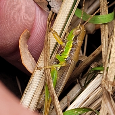 Bermius brachycerus (A grasshopper) at Aranda Bushland - 22 Feb 2023 by trevorpreston