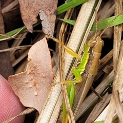 Bermius brachycerus at Molonglo Valley, ACT - 23 Feb 2023