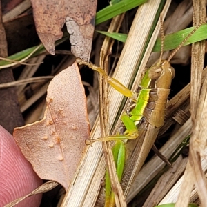 Bermius brachycerus at Molonglo Valley, ACT - 23 Feb 2023 10:30 AM