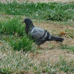 Columba livia (Rock Dove (Feral Pigeon)) at Symonston, ACT - 23 Feb 2023 by CallumBraeRuralProperty