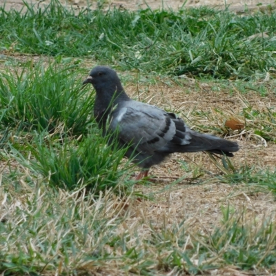 Columba livia (Rock Dove (Feral Pigeon)) at Symonston, ACT - 23 Feb 2023 by CallumBraeRuralProperty