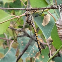 Hemicordulia tau (Tau Emerald) at Aranda Bushland - 23 Feb 2023 by trevorpreston