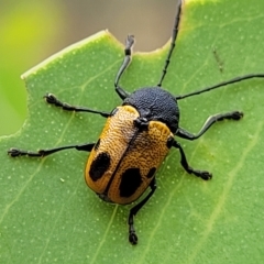 Cadmus (Cadmus) litigiosus (Leaf beetle) at Molonglo Valley, ACT - 23 Feb 2023 by trevorpreston