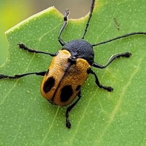 Cadmus (Cadmus) litigiosus at Molonglo Valley, ACT - 23 Feb 2023