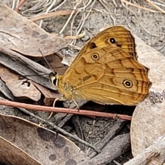 Heteronympha paradelpha (Spotted Brown) at Molonglo Valley, ACT - 23 Feb 2023 by trevorpreston