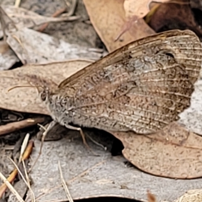 Geitoneura klugii (Marbled Xenica) at Molonglo Valley, ACT - 22 Feb 2023 by trevorpreston