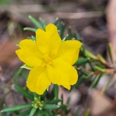 Hibbertia calycina (Lesser Guinea-flower) at Aranda Bushland - 23 Feb 2023 by trevorpreston