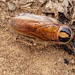 Johnrehnia australiae (Rehn's Cockroach) at Aranda Bushland - 22 Feb 2023 by trevorpreston