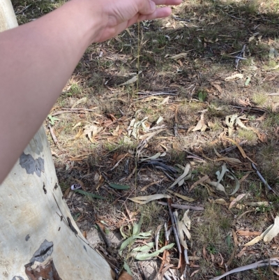 Austrostipa bigeniculata (Kneed Speargrass) at Undefined Area - 4 Feb 2023 by Tapirlord