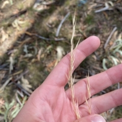 Austrostipa bigeniculata at Undefined Area - 4 Feb 2023