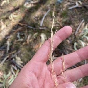 Austrostipa bigeniculata at Undefined Area - 4 Feb 2023