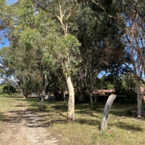 Eucalyptus mannifera at Garran, ACT - 4 Feb 2023