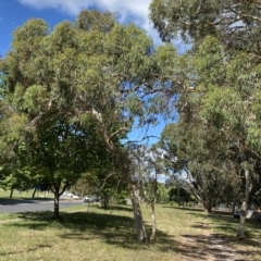 Eucalyptus mannifera at Garran, ACT - 4 Feb 2023