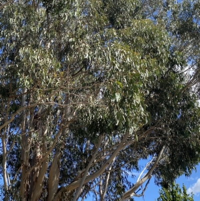 Eucalyptus globulus subsp. bicostata (Southern Blue Gum, Eurabbie) at Garran, ACT - 3 Feb 2023 by Tapirlord