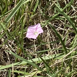 Convolvulus angustissimus subsp. angustissimus at Garran, ACT - 4 Feb 2023