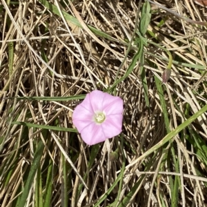 Convolvulus angustissimus subsp. angustissimus at Garran, ACT - 4 Feb 2023