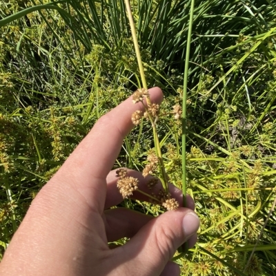 Juncus vaginatus (Clustered Rush) at Garran, ACT - 4 Feb 2023 by Tapirlord