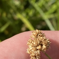 Juncus vaginatus at Garran, ACT - 4 Feb 2023