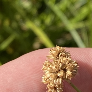 Juncus vaginatus at Garran, ACT - 4 Feb 2023