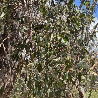 Eucalyptus dives (Broad-leaved Peppermint) at Deakin, ACT - 3 Feb 2023 by Tapirlord