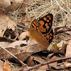 Heteronympha penelope (Shouldered Brown) at Molonglo Valley, ACT - 23 Feb 2023 by trevorpreston